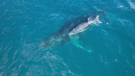 Madre-Y-Cría,-Ballenas-Jorobadas-En-La-Superficie--aérea,-órbita