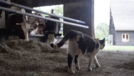 slow motion footage of a farm cat moving through hay, next to a herd of cows