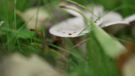 Moving-through-grass-covered-floor-with-mushrooms-on-a-closeup-shot