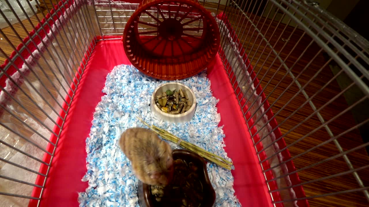 작은 햄스터가 동굴에 혀 있다.