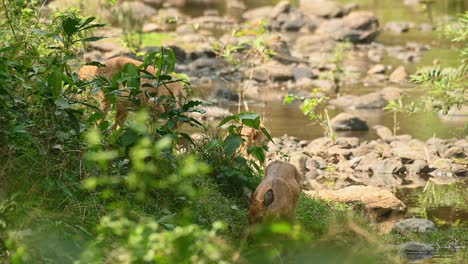 two young eld's deer grazing in the shade next to a rocky river bed with water between