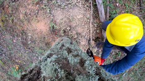 Logger-felling-a-pine-tree-in-Oregon