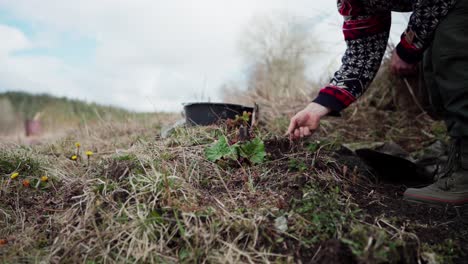 The-Man-is-Extracting-Dead-Roots-From-the-Soil-on-the-Farm-in-Indre-Fosen,-Trondelag-County,-Norway---Static-Shot