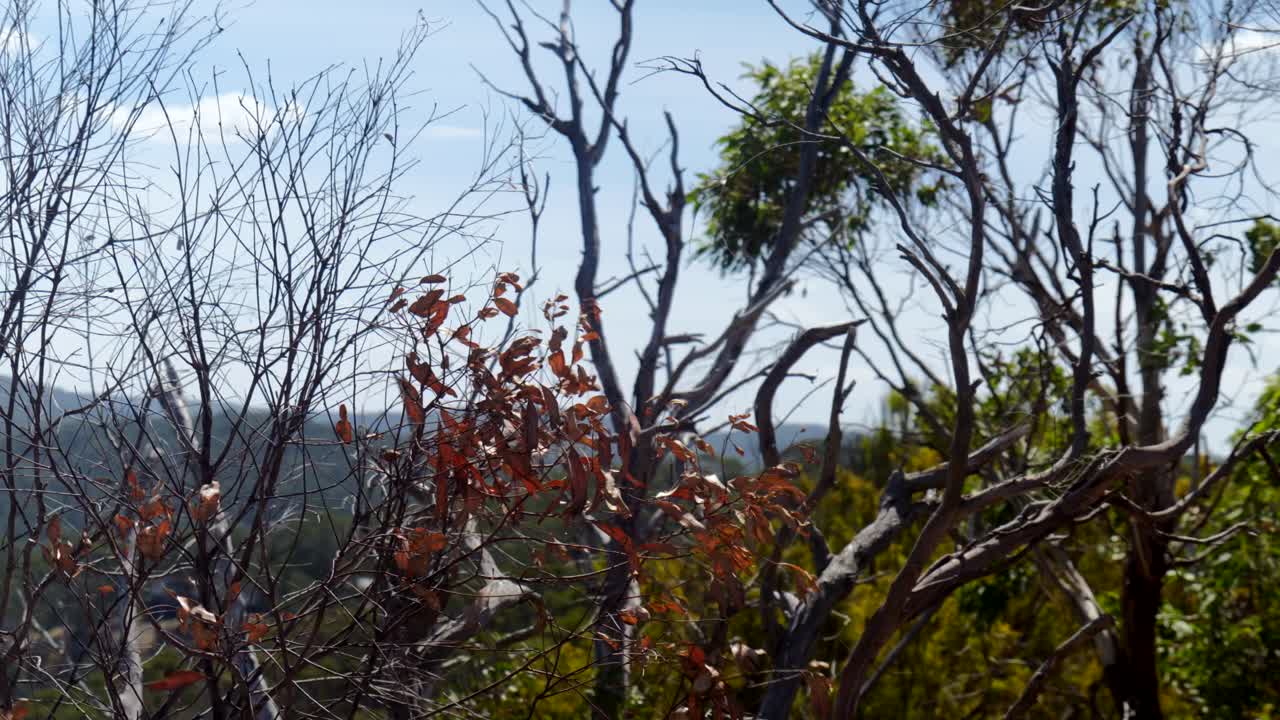 Leaves on trees swaying gently in the wind, creating a calming motion against the backdrop of a clear sky, capturing the peaceful essence of nature.