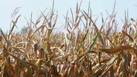 dry corn stalks blowing in a summer breeze