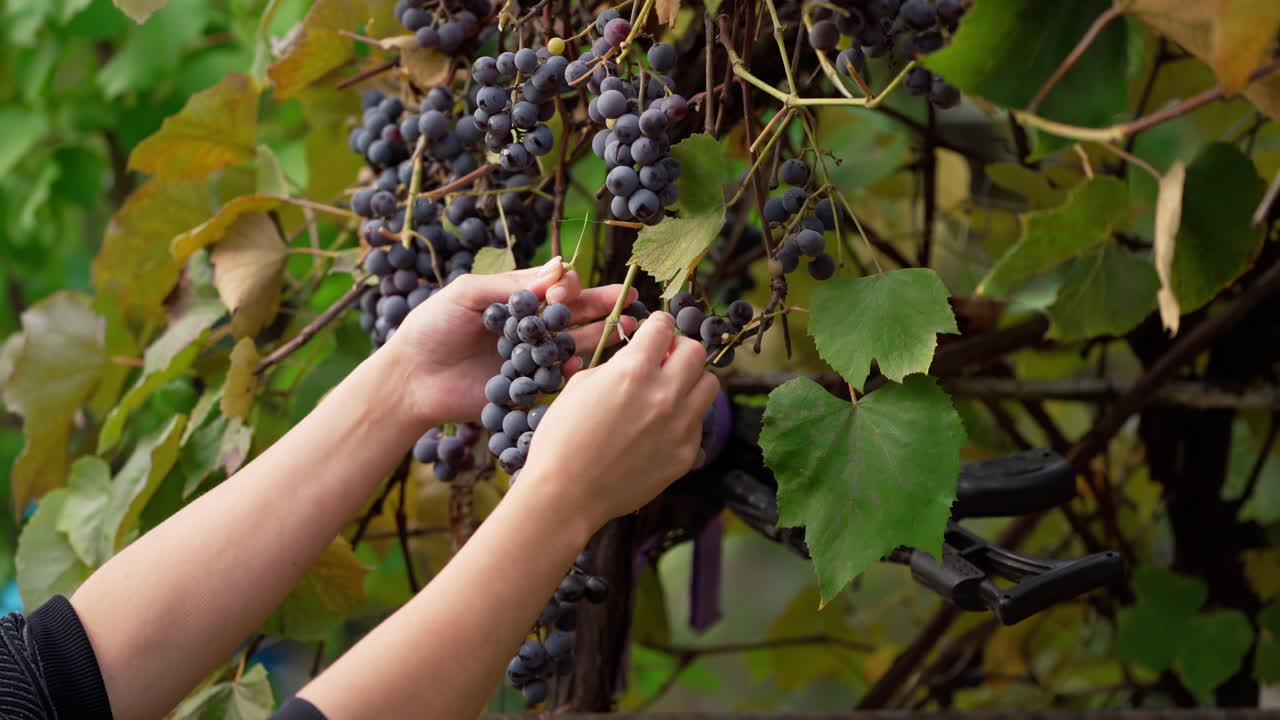 Harvesting grapes. Female hands plucking bunches of grapes from the vine tree. Harvest season of ripe grapes.