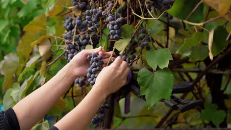 harvesting grapes. female hands plucking bunches of grapes from the vine tree. harvest season of ripe grapes.