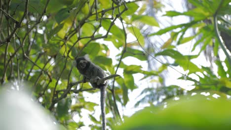 Kleiner-Affe-Schaut-Sich-Um,-Während-Er-Auf-Einem-Tropischen-Baum-Sitzt