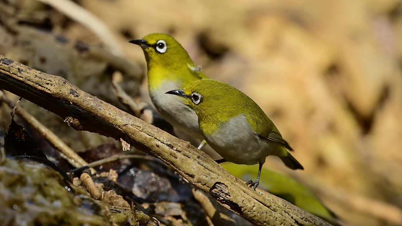 Filmagem em alta definição dos movimentos energéticos de um olho-branco-indiano enquanto salta para uma pedra molhada para beber em um riacho sombrio