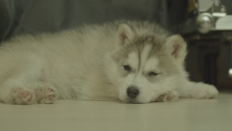 Ein-Kleiner-Husky-Hund-Schläft-Langsam-Auf-Dem-Boden-Ein