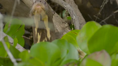 nutria gigante en primer plano de su cara y mostrando sus huellas en el cuello