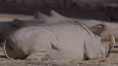 warthogs in a nature reserve