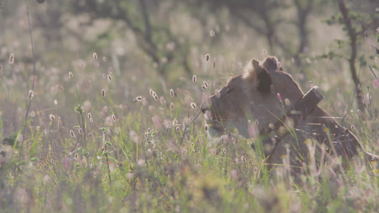 Lioness with Tracking Collar Stands Up and Walks Through Tall Grass