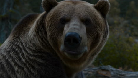 close-up portrait of a grizzly bear