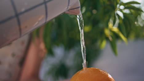 mujer lavando naranjas a mano en la terraza de vegetación en primer plano. señora vertiendo agua fruta