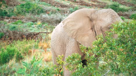 A-young-elephant-stares-through-the-foilage-at-the-camera,-flicking-its-trunk-around-and-shaking-the-dust-off-its-head