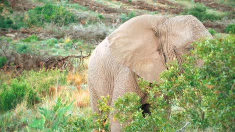 un elefante joven mira a la cámara a través del follaje, moviendo su trompa y sacudiéndose el polvo de la cabeza