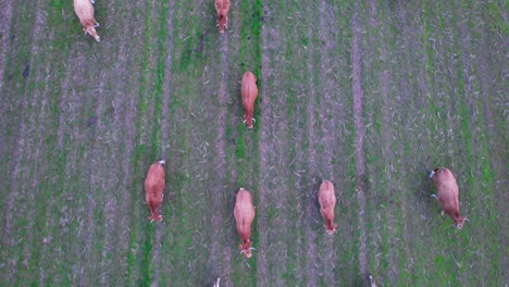 Vista-Aérea-Del-Rebaño-De-Vacas-Pastando-En-El-Campo-De-Pasto.