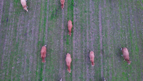 aerial view of cows herd grazing on pasture field