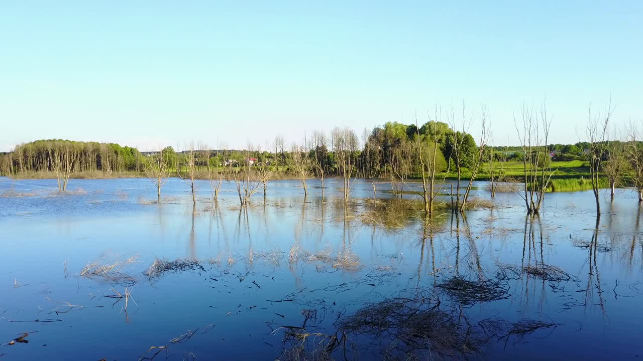 Dead Tree Sticking Out Of The Water. Aerial shot of the dead tree sticking out of the water from lake