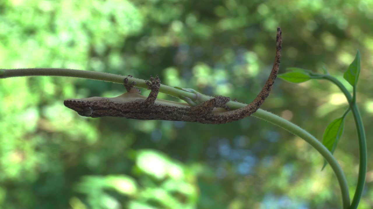 A bend-toed gecko rests quietly on a slender vine as it sways gently in the wind. The reptile remains still, showcasing natural camouflage and delicate balance in a lush tropical environment