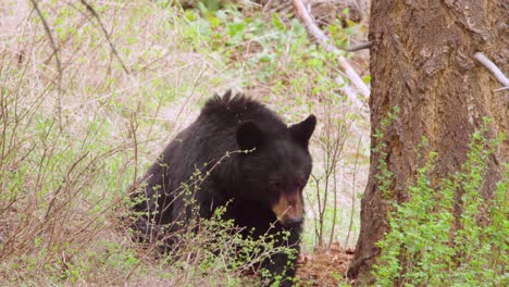 black bear sow at yellowstone national park in wyoming