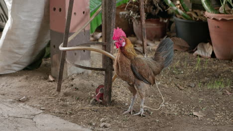 pollo gallo en la granja