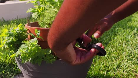 pruning fresh mint out of the pot