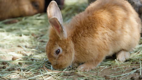 Entzückendes-Orangefarbenes-Hauskaninchen,-Das-Trockenes-Gras-Auf-Einem-Bauernhof-Frisst-–-Nahaufnahme