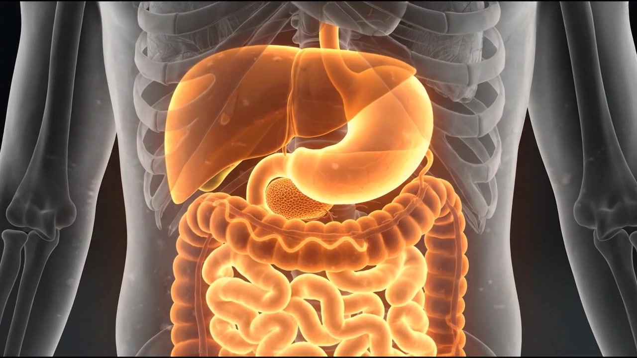 Rappresentazione scientifica di un corpo umano in vista posteriore con il tratto intestinale evidenziato in arancione