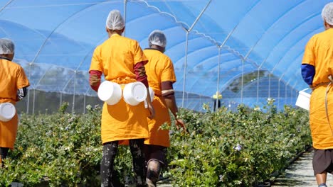 trabajadores caminando en una granja de arándanos 4k