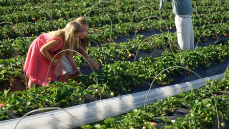 Girls-picking-strawberries-in-the-farm-4k