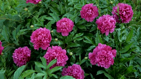 red peonies in the garden. blooming red peony. group of red peonies