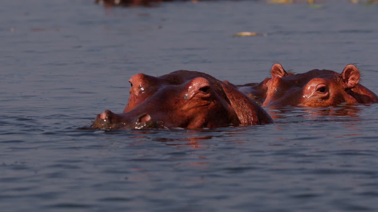 Pod of hippopotamus (Hippopotamus amphibius) partially submerged in the Nile River, eyes and ears above water as they float quietly near the surface, filmed in real time at sunset in Uganda.