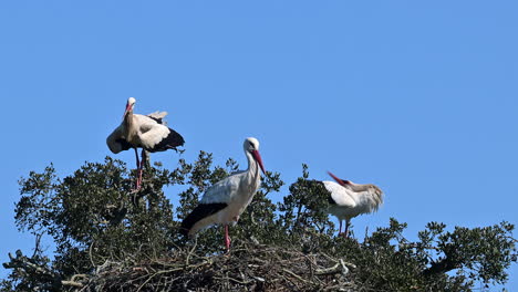 white stork displaying by bill-clattering and spreading wings on nests in trees