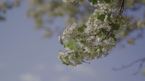 Close Up of White Blossom Tree in the Spring Time with Blue Sky&#039;s
