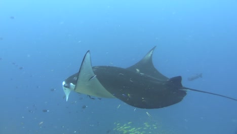 reef manta ray at cleaning station, manta hovering over reef while lots of cleaner wrasses remove parasites from its skin