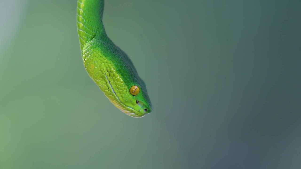 La vipera delle fosse dalle labbra bianche è una vipera velenosa endemica del Sud-est asiatico e si trova spesso di notte in attesa su un ramo o un fusto d'albero vicino a uno specchio d'acqua con abbondanza di prede.