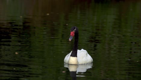 An-adult-black-necked-swan-curiously-swimming-alone-on-a-pond-in-its-natural-habitat