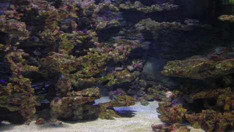 wide short of colourful tropical sea world and bottom sand aquarium with ornamental fishes clown fish sharks sea plants and corals