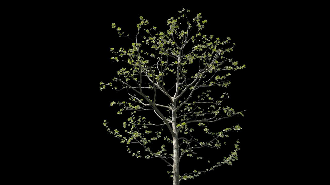 Platanus Isolated Tree