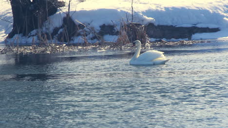 Weißer-Schwan-Im-Sonnenlicht.-Vogel-Schwimmt-Auf-Kaltem-Wasser.-Schneebedecktes-Flussufer