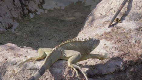 Grüner-Leguan-Auf-Der-Suche-Nach-Einem-Platz-Zum-Sonnenbaden