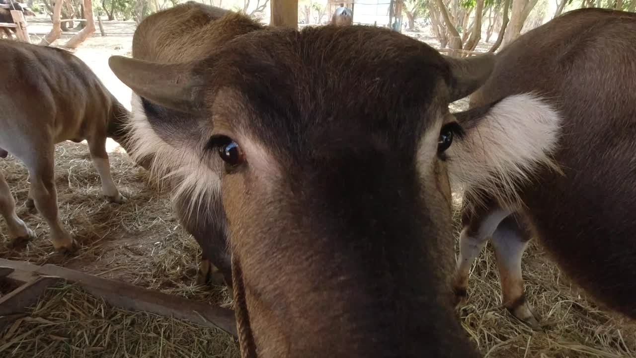 Close Up of Brown Cows Eating Hay on a Farm in Thailand