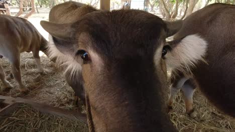 close up of brown cows eating hay on a farm in thailand