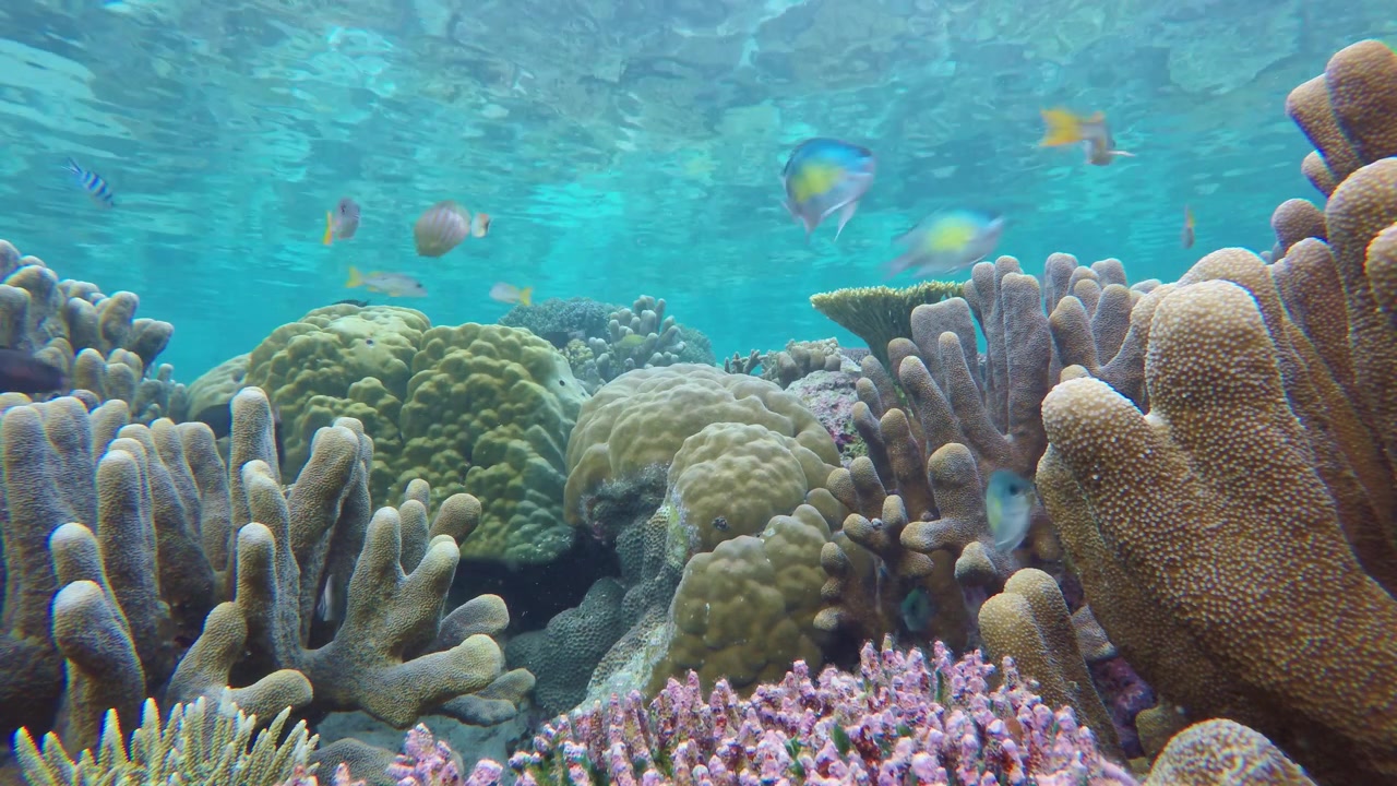 Primer plano de un arrecife de coral con coral Porites lobulado, coral dedo alto y racimos de coral coliflor rosa, mientras pequeños peces damisela y peces de arrecife pasan flotando