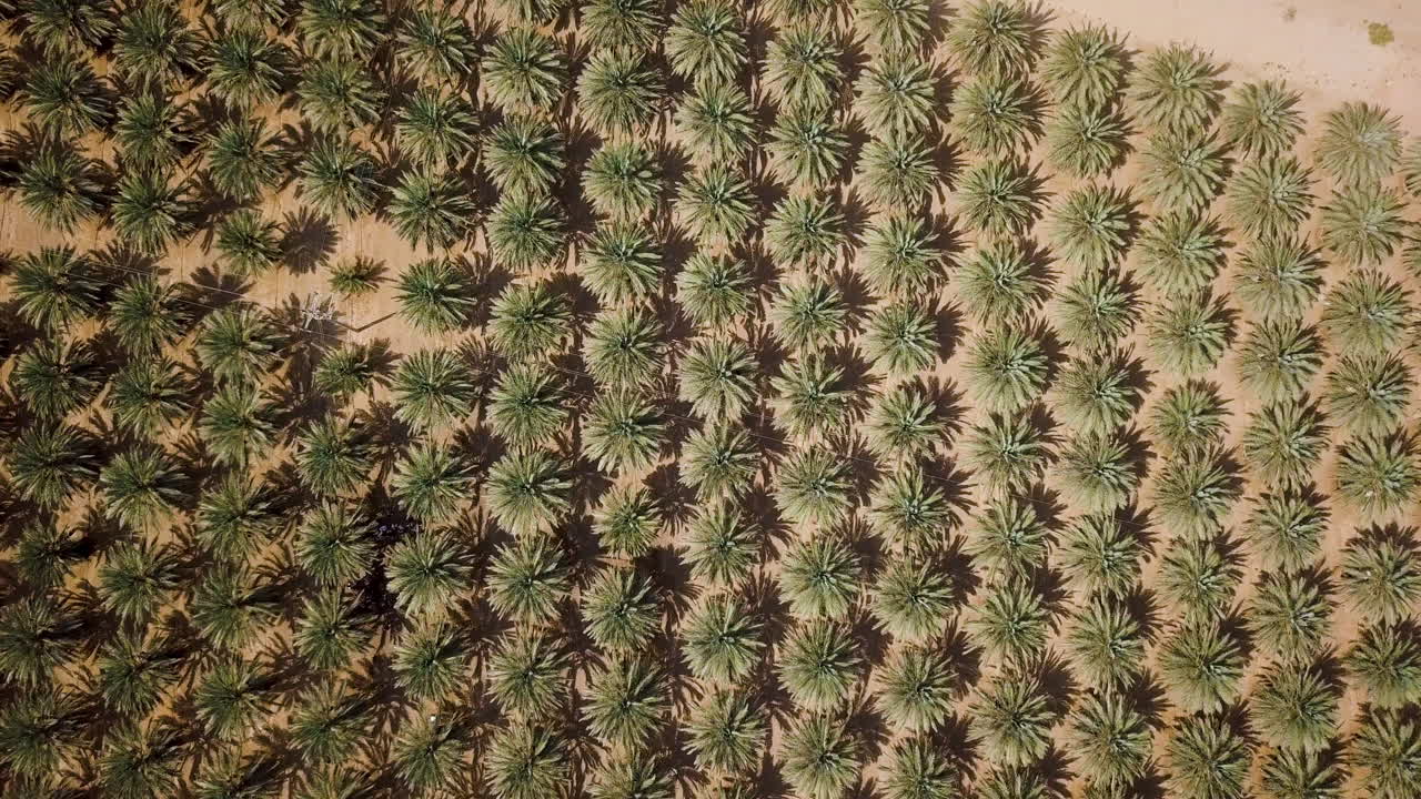 Extreme Top Down Aerial Shot Coming Down of Date Palms at the Arava Desert, Israel