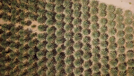 extreme top down aerial shot coming down of date palms at the arava desert, israel