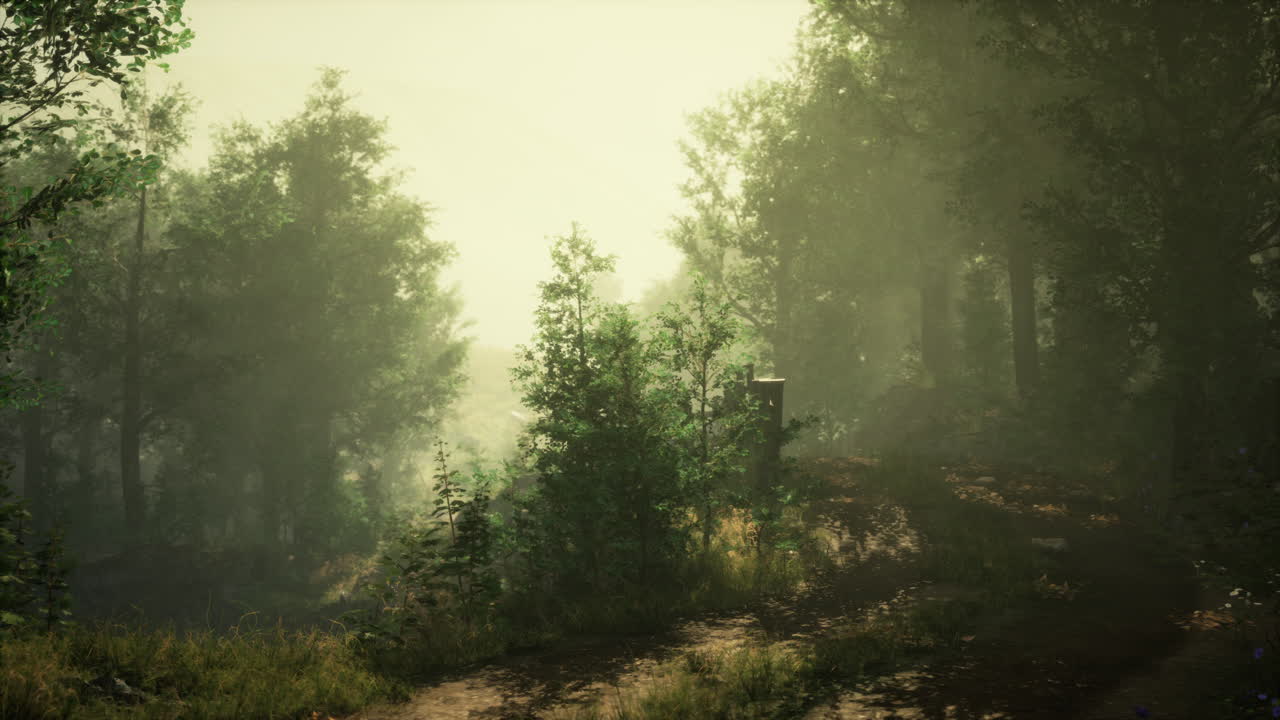 Foggy Forest Path