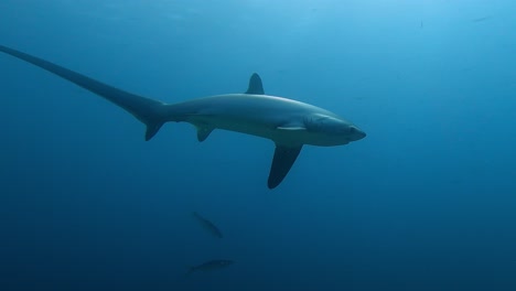 fotografía submarina de un tiburón triturador nadando en el azul profundo